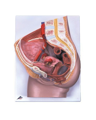 Bassin féminin en coupe médiane, en 2 parties