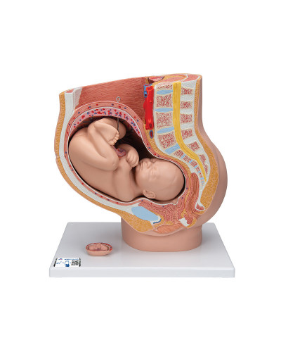 Modèle anatomique Bassin de grossesse avec fœtus amovible, Modèle 3B Smart Anatomy