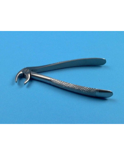 Davier adulte N°5, incisives et canines inferieures