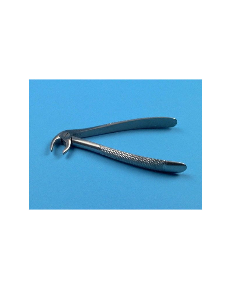 Davier adulte N°5, incisives et canines inferieures