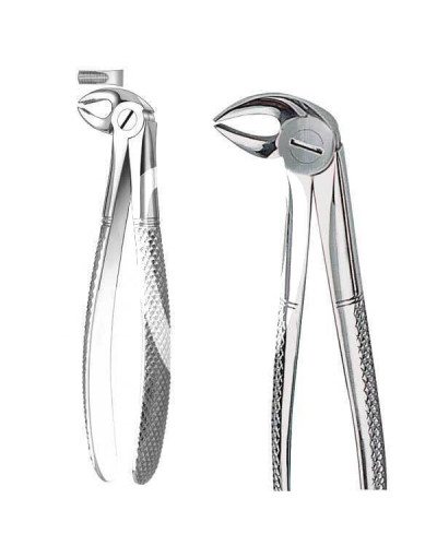 Davier adulte N°5, incisives et canines inferieures