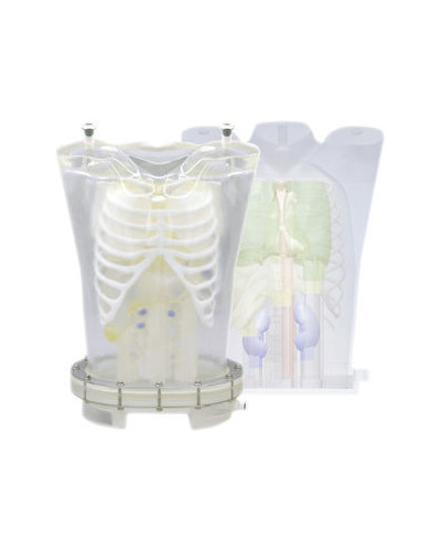 Fantôme de cage thoracique radio transparent, Modèle R16702