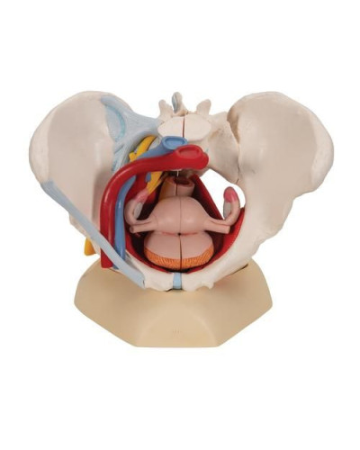 Modèle de squelette de bassin féminin humain avec ligaments, vaisseaux, nerfs, muscles et organes du plancher pelvien, 6 parties