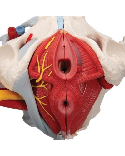 Modèle de squelette de bassin féminin humain avec ligaments, vaisseaux, nerfs, muscles et organes du plancher pelvien, 6 parties