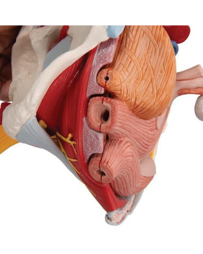 Modèle de squelette de bassin féminin humain avec ligaments, vaisseaux, nerfs, muscles et organes du plancher pelvien, 6 parties