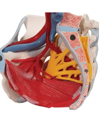 Modèle de squelette de bassin féminin humain avec ligaments, vaisseaux, nerfs, muscles et organes du plancher pelvien, 6 parties