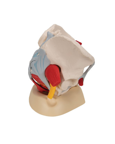 Modèle de squelette de bassin féminin humain avec ligaments, vaisseaux, nerfs, muscles et organes du plancher pelvien, 6 parties