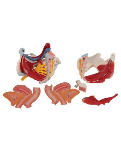 Modèle de squelette de bassin féminin humain avec ligaments, vaisseaux, nerfs, muscles et organes du plancher pelvien, 6 parties