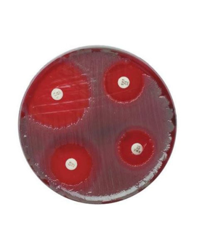 TETRACYCLINE, Disques pour antibiogrammes Lot de 50