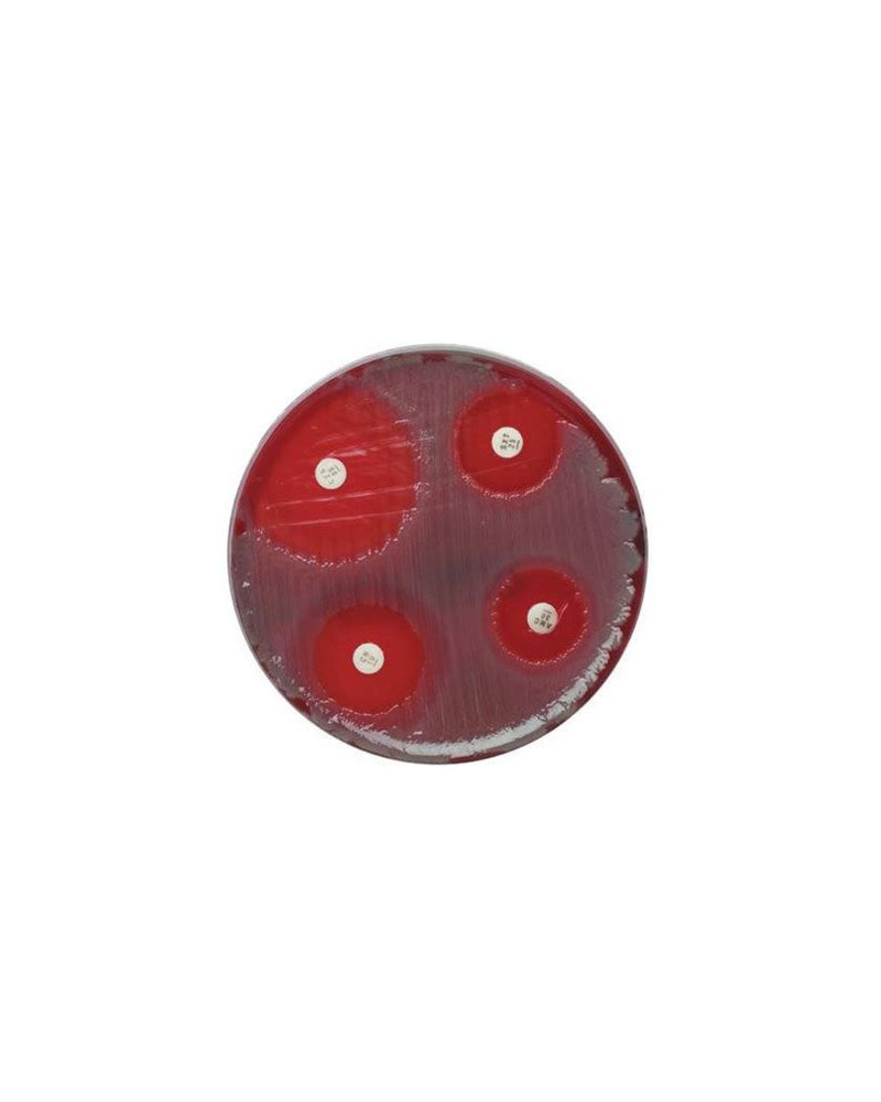 TETRACYCLINE, Disques pour antibiogrammes Lot de 50