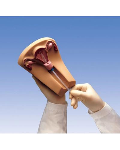 Simulateur de mise en place d'un stérilet, Modèle W45152