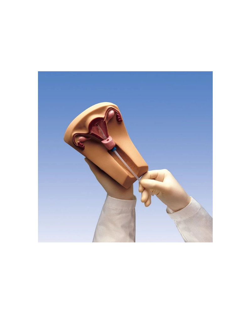 Simulateur de mise en place d'un stérilet, Modèle W45152