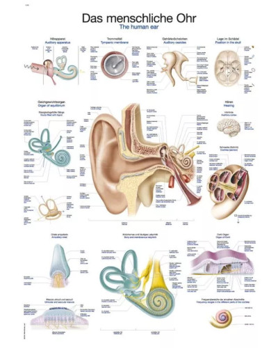 Graphique de oreille humain, 70 x 100MM