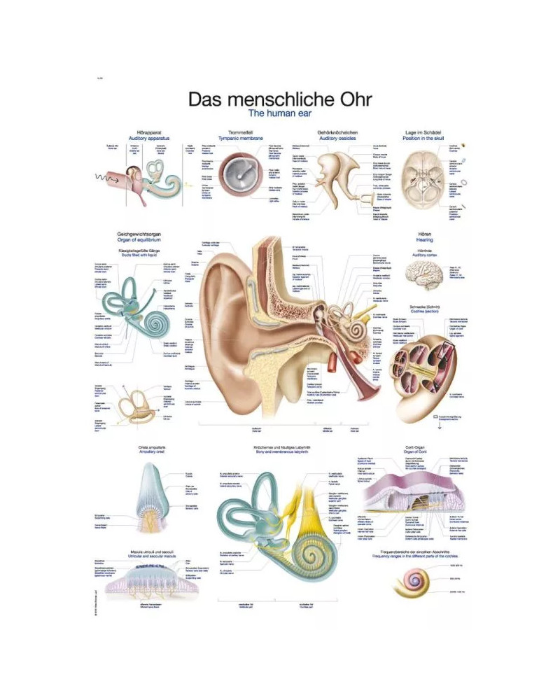 Graphique de oreille humain, 70 x 100MM