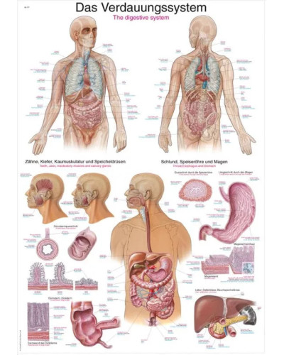 Graphique du système digestif, 70X100CM