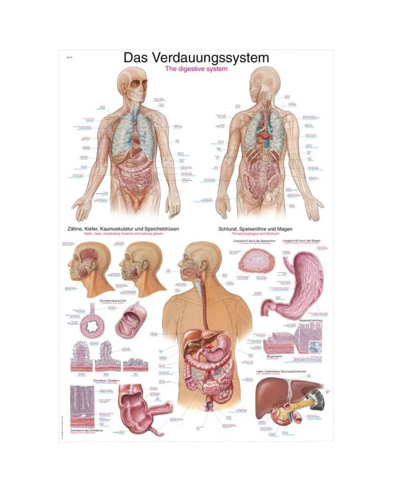 Graphique du système digestif, 70X100CM