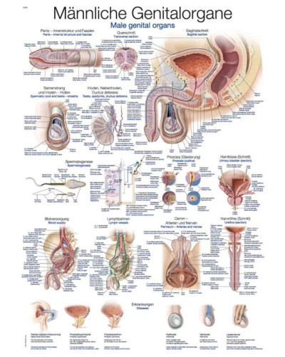 Graphique d'organes génitaux masculins, 70X100CM