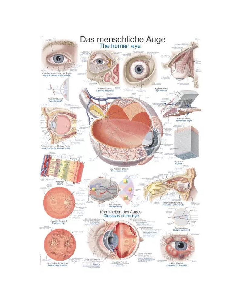 Graphique pour yeux humains, 70X100CM