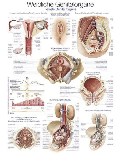 Graphique pour organes génitaux féminins, 70X100CM