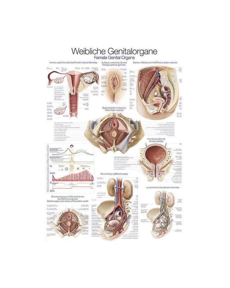 Graphique pour organes génitaux féminins, 70X100CM