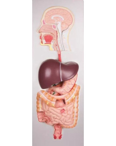 Système digestif, en relief