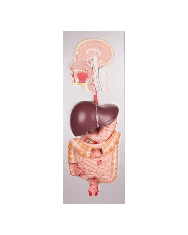 Système digestif, en relief