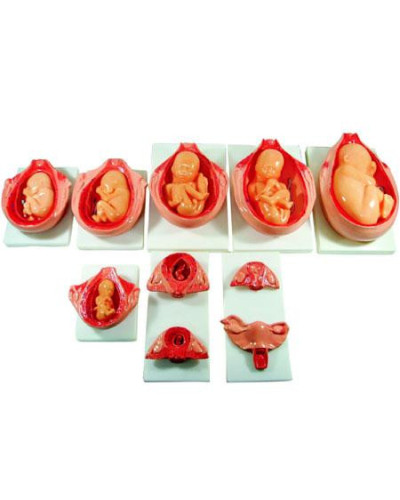 Modèle anatomique de développement embryonnaire -Set de 10 modèles