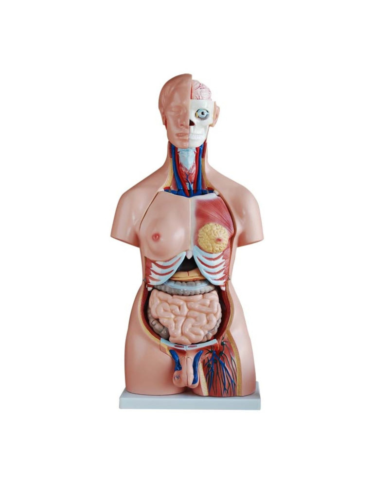 Torse unisex 85cm avec dos ouvert, 40 parties