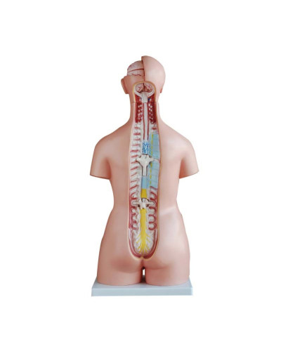 Torse unisex 85cm avec dos ouvert, 40 parties