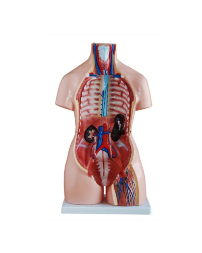 Torse unisex 85cm avec dos ouvert, 40 parties