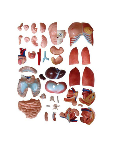 Torse unisex 85cm avec dos ouvert, 40 parties