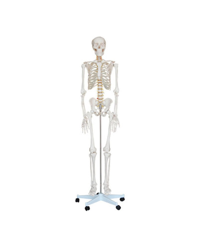 Squelette grandeur nature, 180cm grand