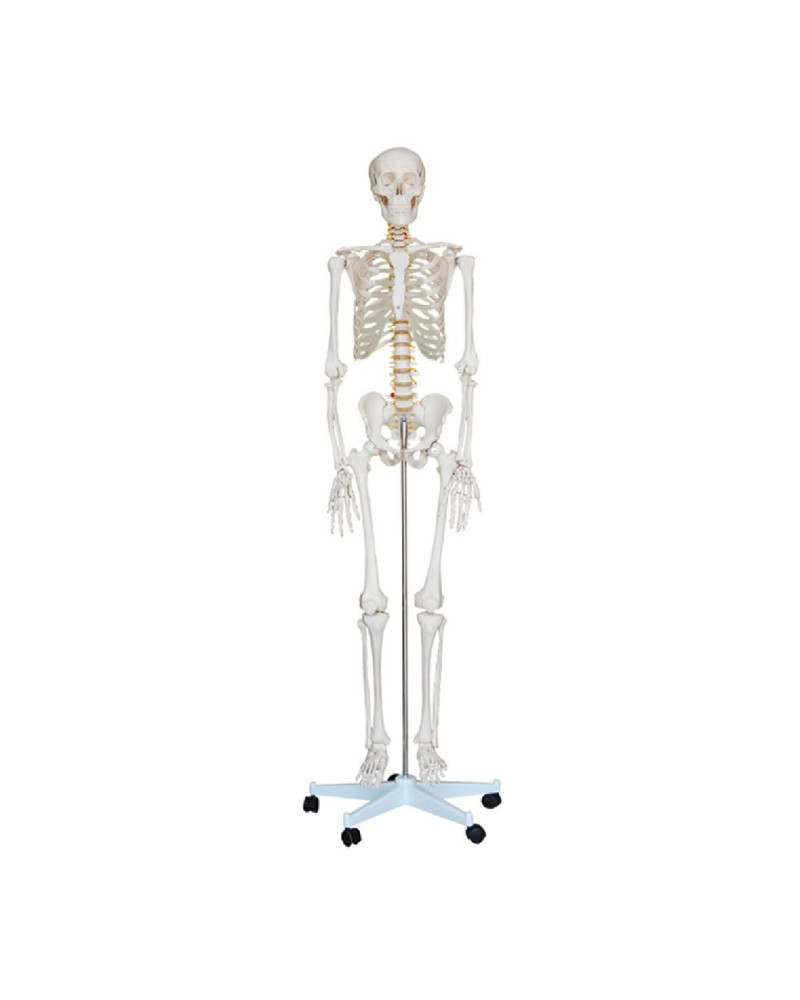 Squelette grandeur nature, 180cm grand