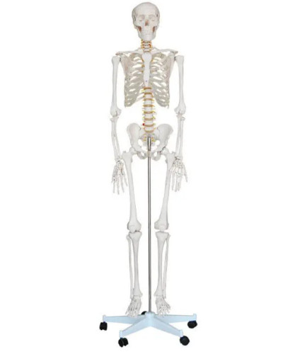Squelette grandeur nature, 180cm grand