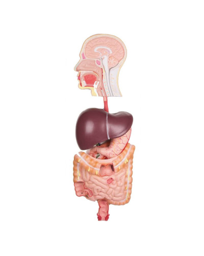 Système digestif, en relief