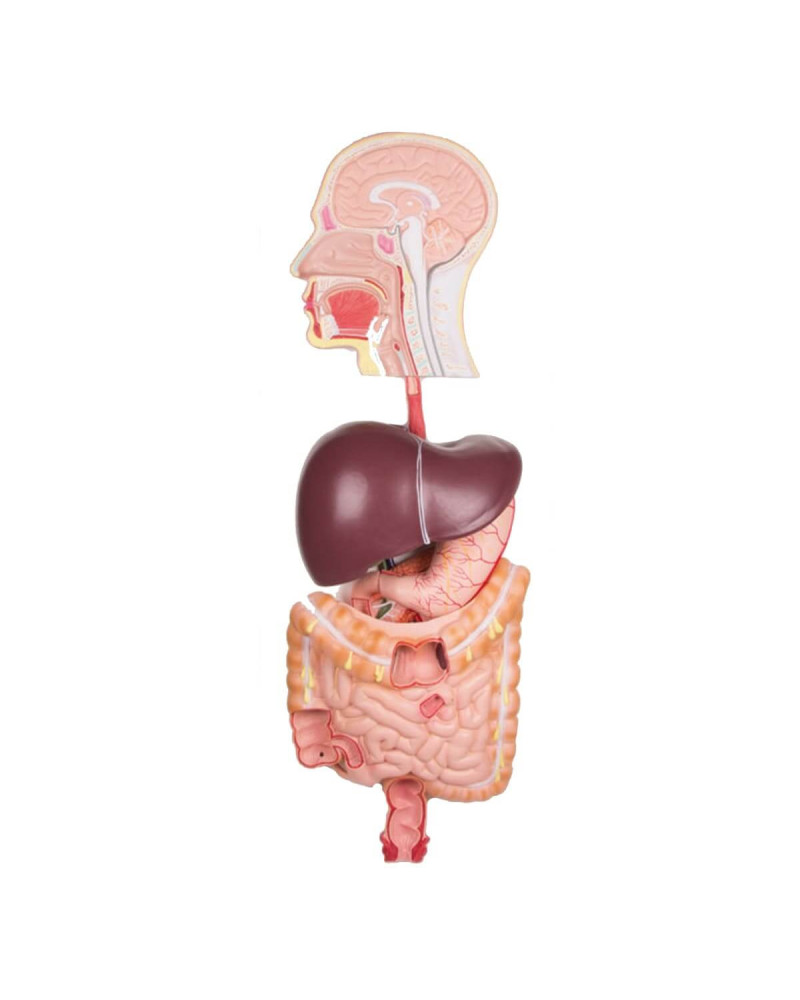 Système digestif, en relief