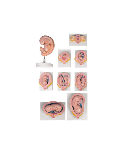 Modèle Anatomique - Set de 9 modèles de grossesse