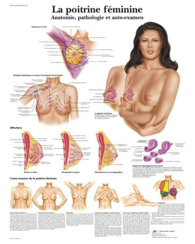 Planche anatomique - La poitrine féminine, 70x100cm