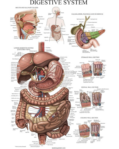 Planche anatomique du système digestif, 70x100 CM
