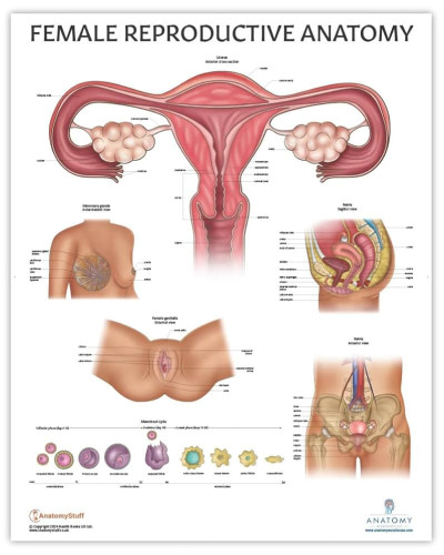 Planche anatomique - Organes génitaux féminins, 70x100cm
