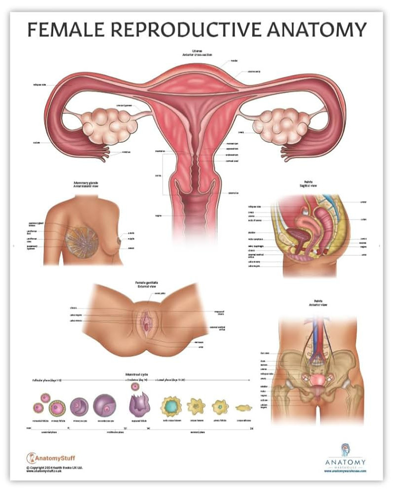 Planche anatomique - Organes génitaux féminins, 70x100cm