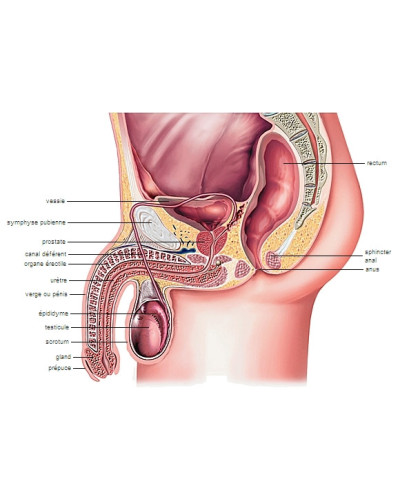 Planche anatomique - Organes génitaux masculins, 70x100cm