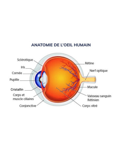 Carte graphique de l’œil humain, 70x100cm