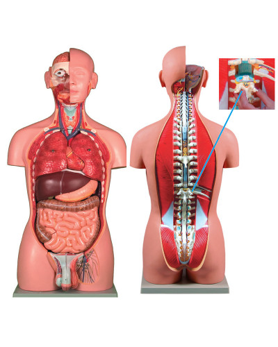 Torse avec dos ouvert, 27 parties, double sexe