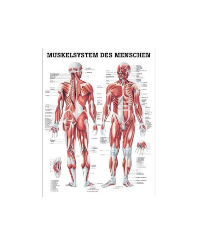 Lot de 10 Planches Anatomiques Humaine 70x100cm