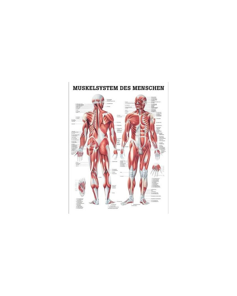 Lot de 10 Planches Anatomiques Humaine 70x100cm