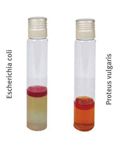 Bouillon Urée Indole pour la microbiologie