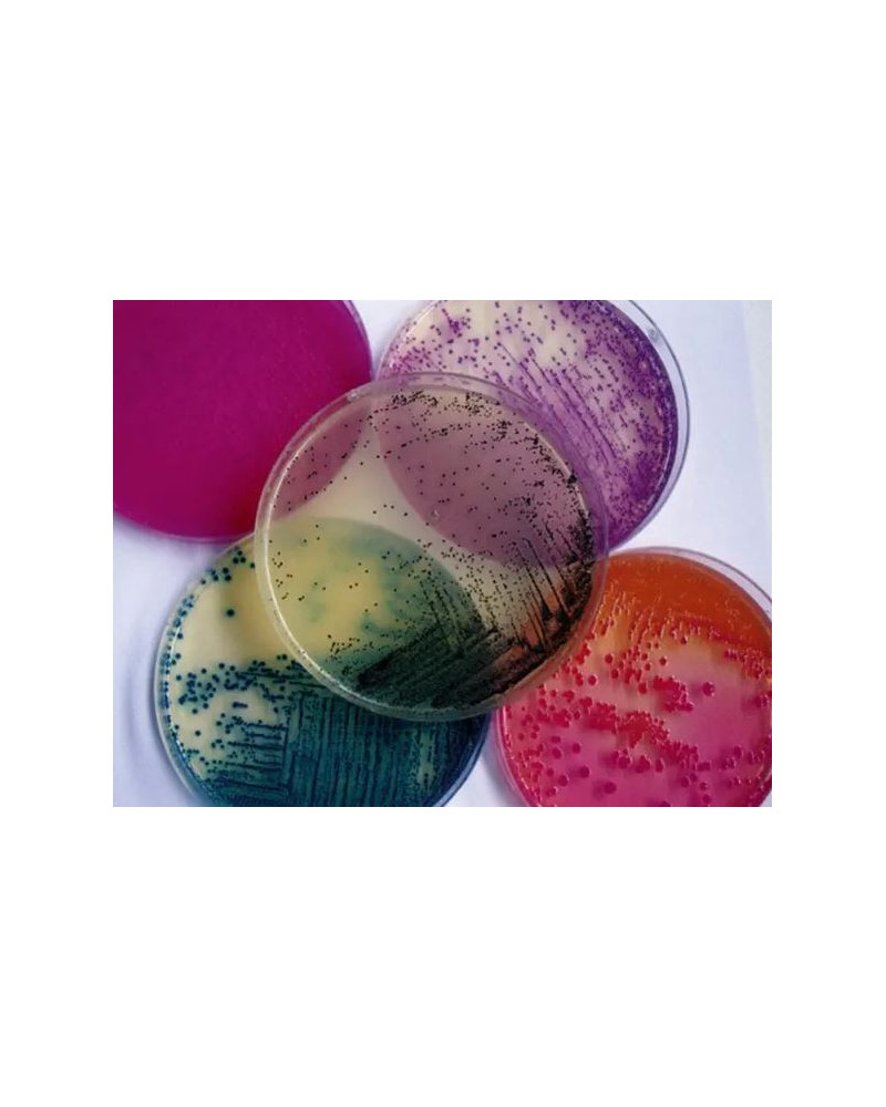 Gélose de CLED 20PLT