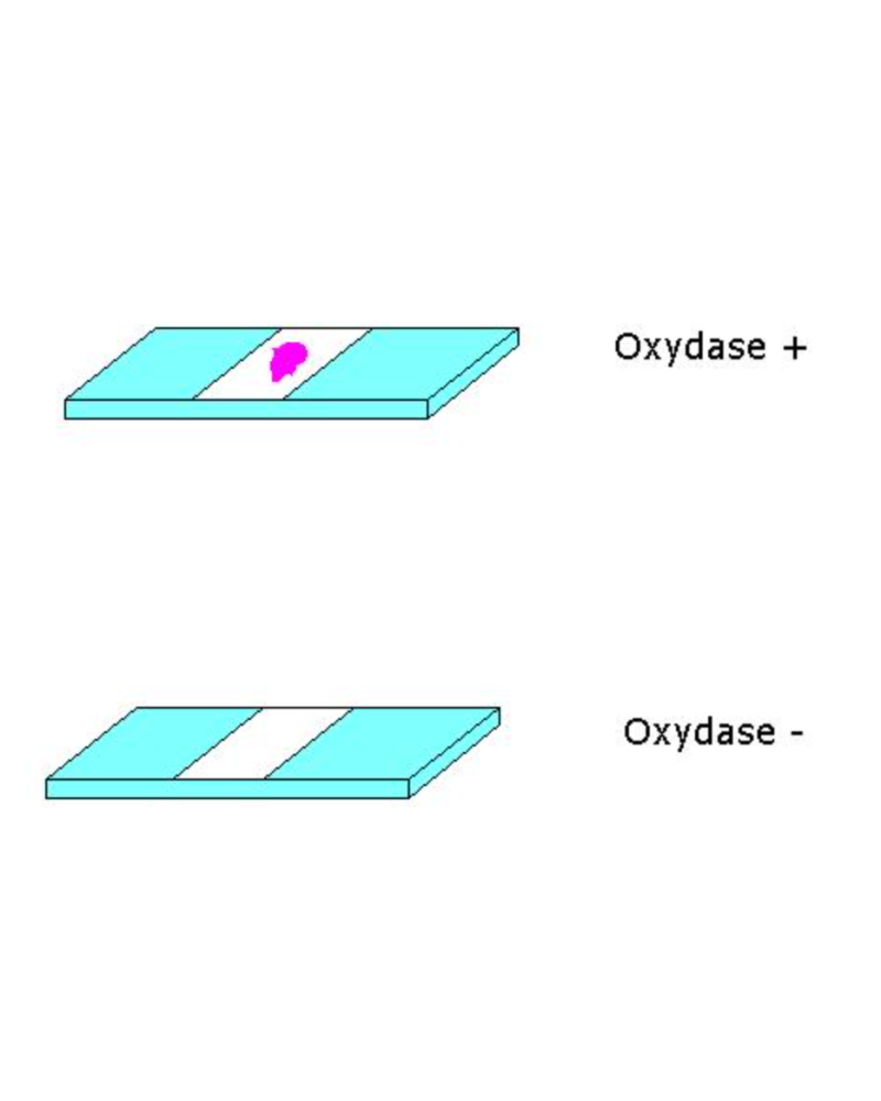 Test Oxydase