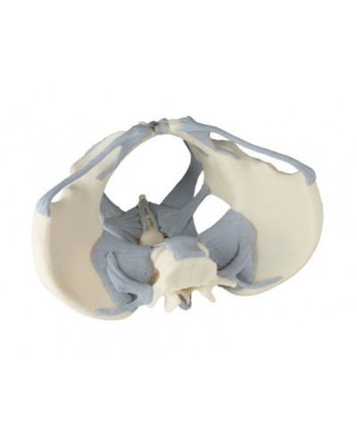 Bassin féminin avec ligaments